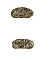 Ottoman Banknotes and Coins